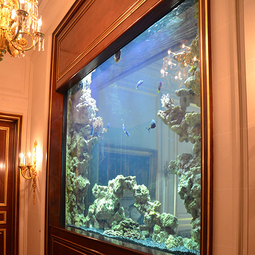 обслуживание и изготовление аквариумов в Москве
